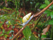 Escargot - Costa Rica